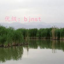ع