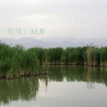 ת