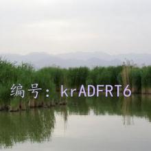 ϲŭ