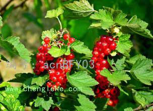 չ滮